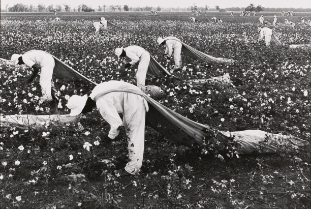 Cotton pickers