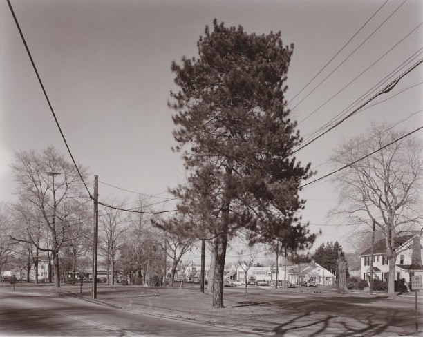 Tree, Stratford, Conneticut