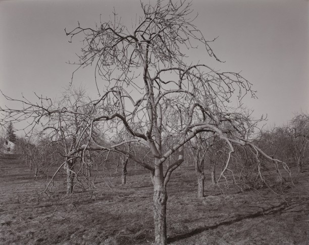 Poultneyville Orchard