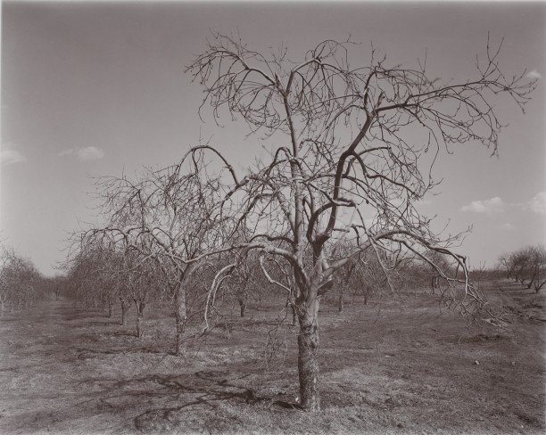 Poultneyville Orchard