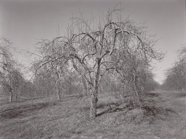Poultneyville Orchard