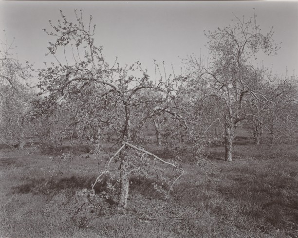 Poultneyville Orchard