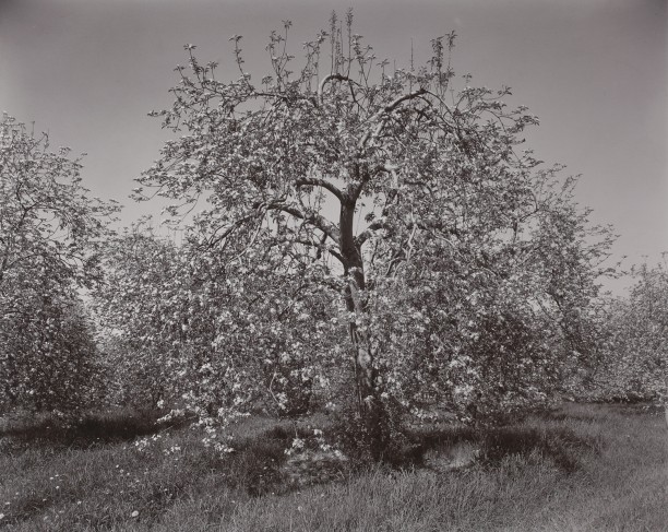 Poultneyville Orchard