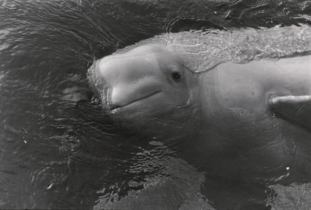 Untitled (A bottle nosed dolphin?)