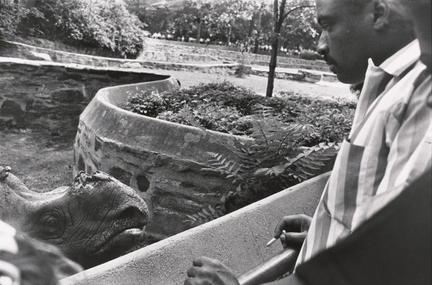 Untitled (A rhino who lost his tusk)
