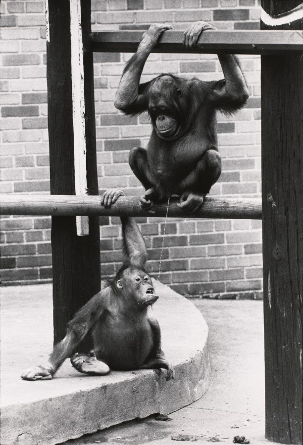 Untitled (An orangutan peeing into another one's mouth)