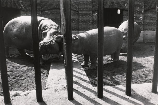 Untitled (One hippo biting another)