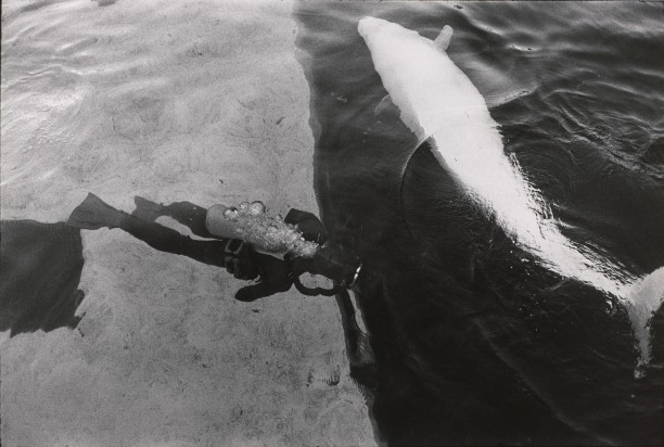 Untitled (A trainer in the water tank with a fish)