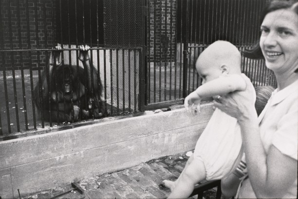 Untitled (A mother and child looking at a mother and child orangutan)