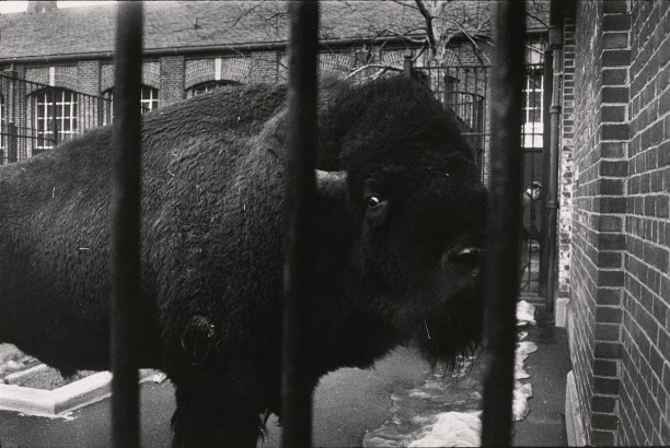 Untitled (A bison behind bars)