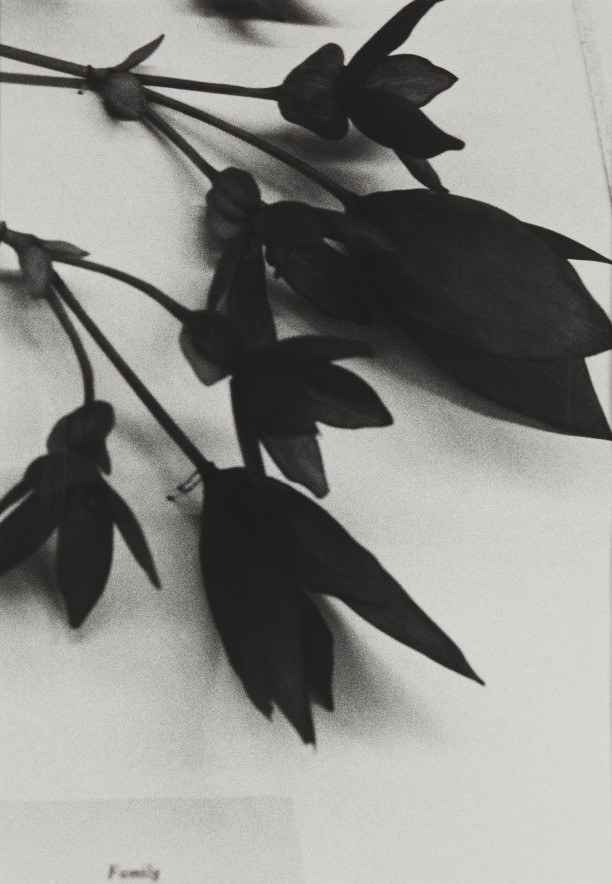 Bolivia, 1989
Blaschka Model 268, 1892
Genus no. 5397
Family, Begoniaceae
Begonia boliviensis A.D.C.