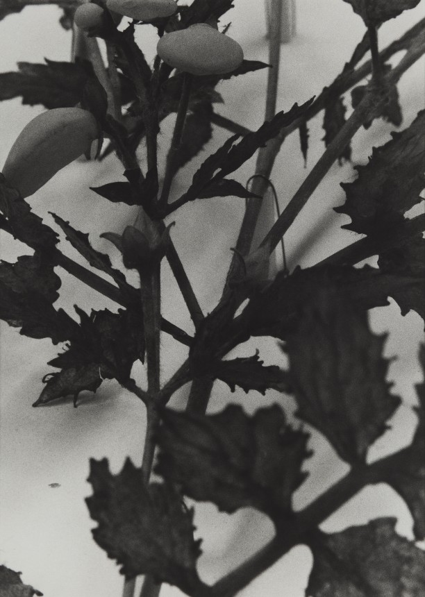 Chile, 1989
Blaschka Model 180, 1890
Genus no. 7474
Family, Scrophulariaceae
Calceolaria scabiosaefolia Roem and Schult.