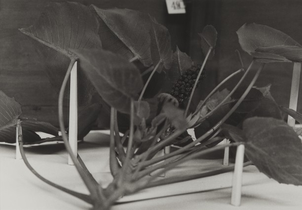 Dominican Republic, 1989
Blaschka Model 601, 1896
Genus no. 4493
Family, Euphorbiaceae
Hura crepitans Linn.
Sandbox tree