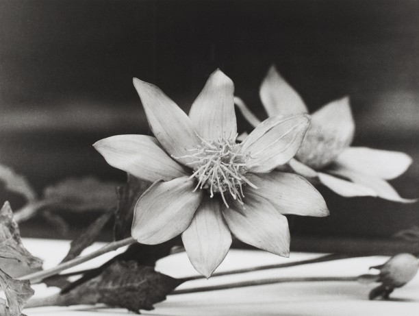 Ethiopia, 1989
Blaschka Model 478, 1894
Genus no. 8381
Family, Rubiaceae
Coffea arabica Linn.
Coffee
