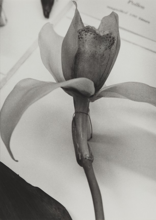 Guatemala, 1989
Blaschka Model 227, 1891
Genus no. 1660
Family, Orchidaceae
Lycaste Skinneri (Batem.) Lindl.