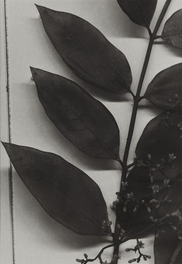 Honduras, 1989
Blaschka Model 469, 1894
Genus no. 4155
Family, Meliaceae
Cedrela odorata Linn.
West Indian Cedar Jamaica Cedar
Spanish Cedar