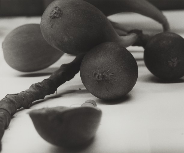 Lebanon, 1989
Blaschka Model 770, 1906
Genus no. 1961
Family, Moraceae
Ficus Carica Linn.
The Fig