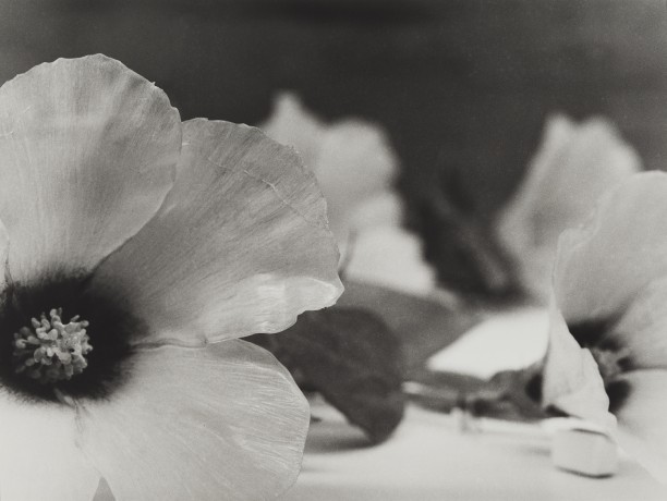 Philippines, 1989
Blaschka Model 387, 1893
Genus no. 5020
Family, Malvaceae
Gossypium herbaceum Linn.
Gossypium Nanking Meyen
Nanking Cotton