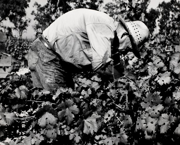 Tending the Vines