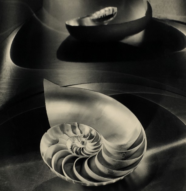 Halfred Nautilus