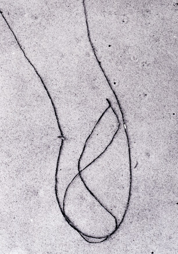 Seaweed 12, 1953