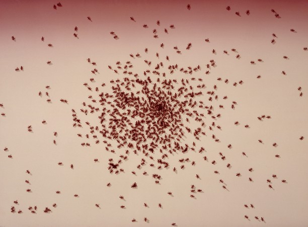 Insects